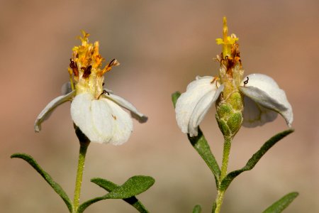 Zinnia acerosa