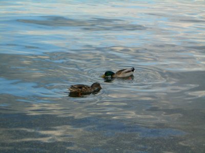 MM00-0503 ANM DUCKS BRC TEL Z40