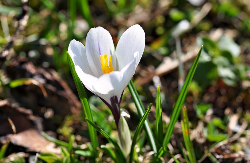 Flower white blossom