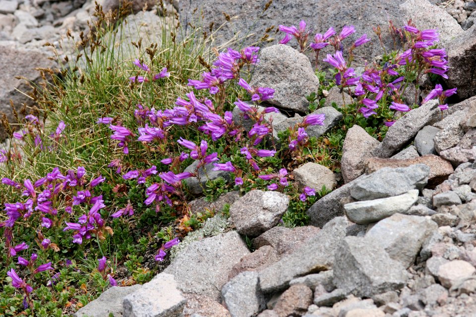 Penstemon davidsonii