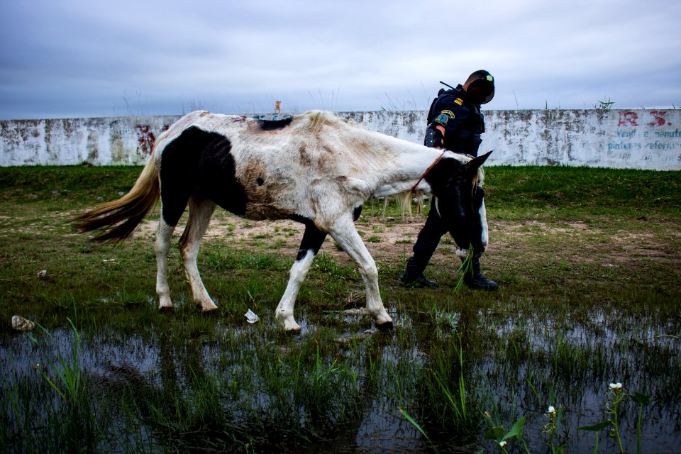 30.04.2019 - Blitze de combate aos maus tratos a cavalos - Foto Michel Corvello