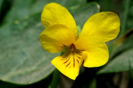 Viola praemorsa