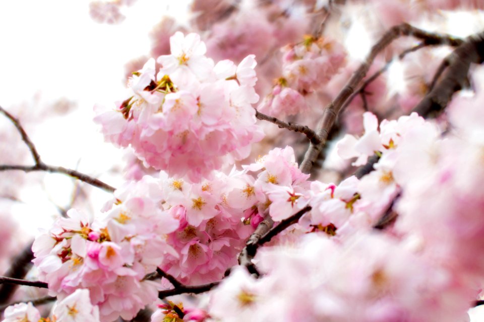 CherryBlossomDC2019-523.jpg