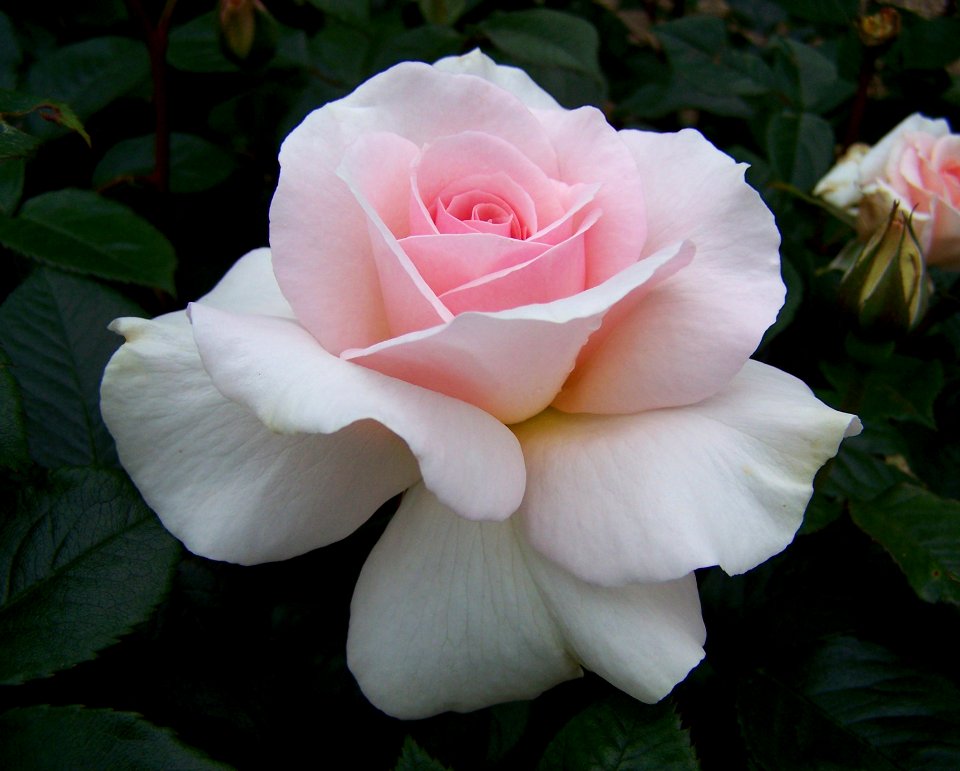 Pink Rose