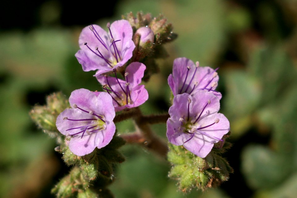 Phacelia bombycina