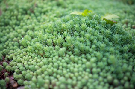 Succulent plants plant bowl pick