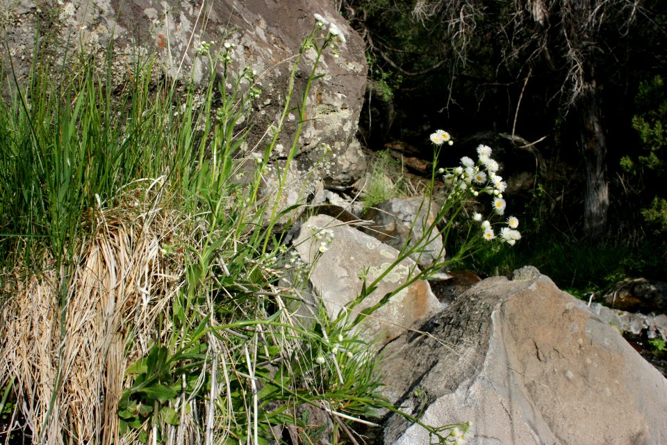 Erigeron strigosus