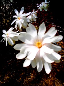 Orange and White