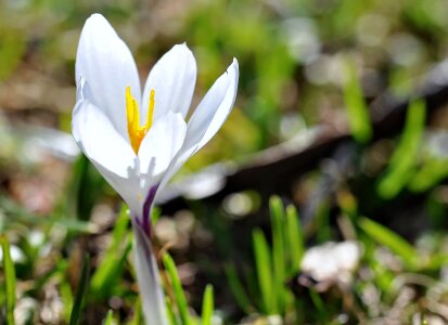 Blossom bloom white