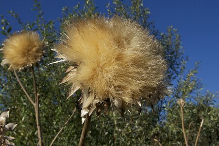Seedhead artichoke vegetable