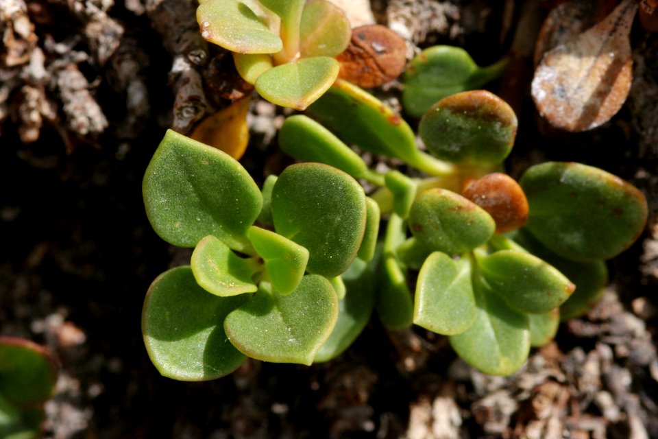Penstemon davidsonii