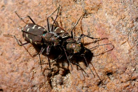 Cicindela oregana