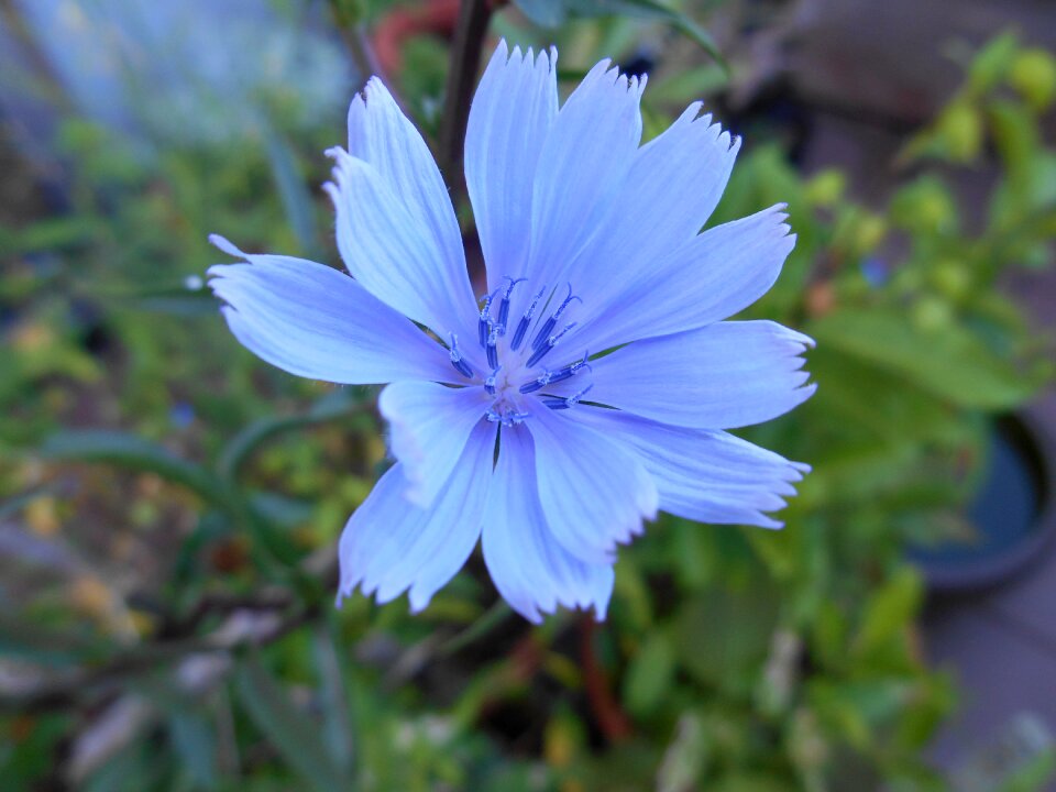 Blue flower garden
