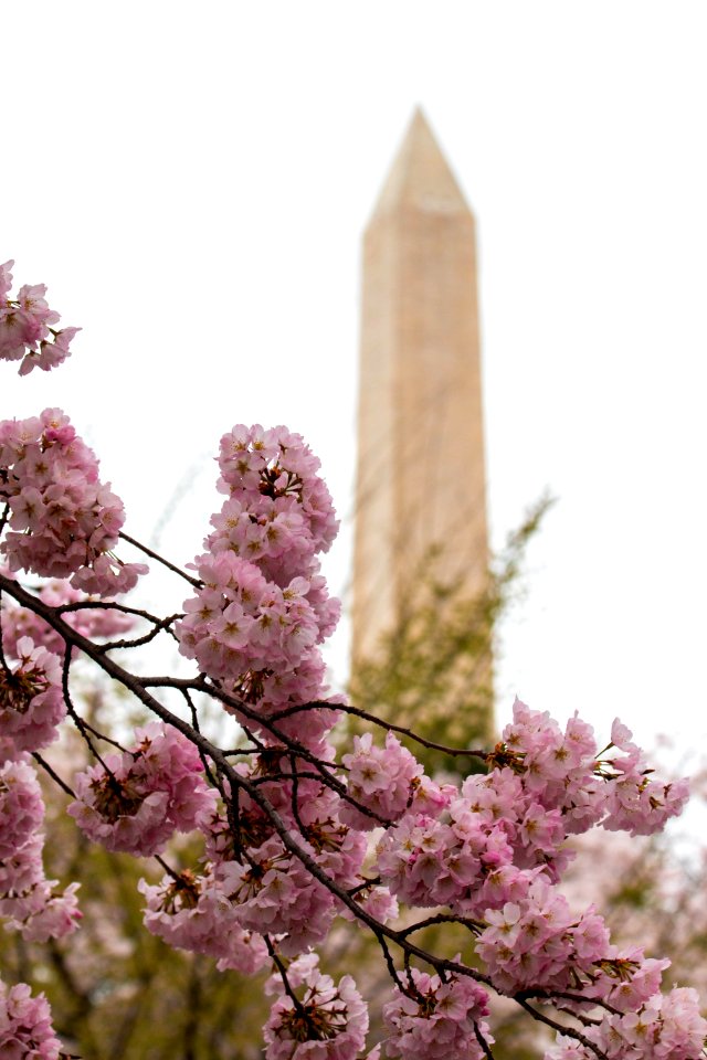 CherryBlossomDC2019-26.jpg
