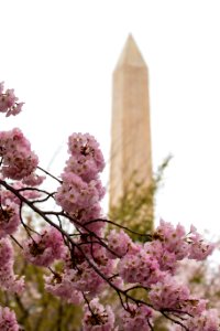 CherryBlossomDC2019-26.jpg