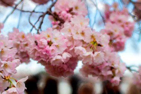 CherryBlossomDC2019-504.jpg