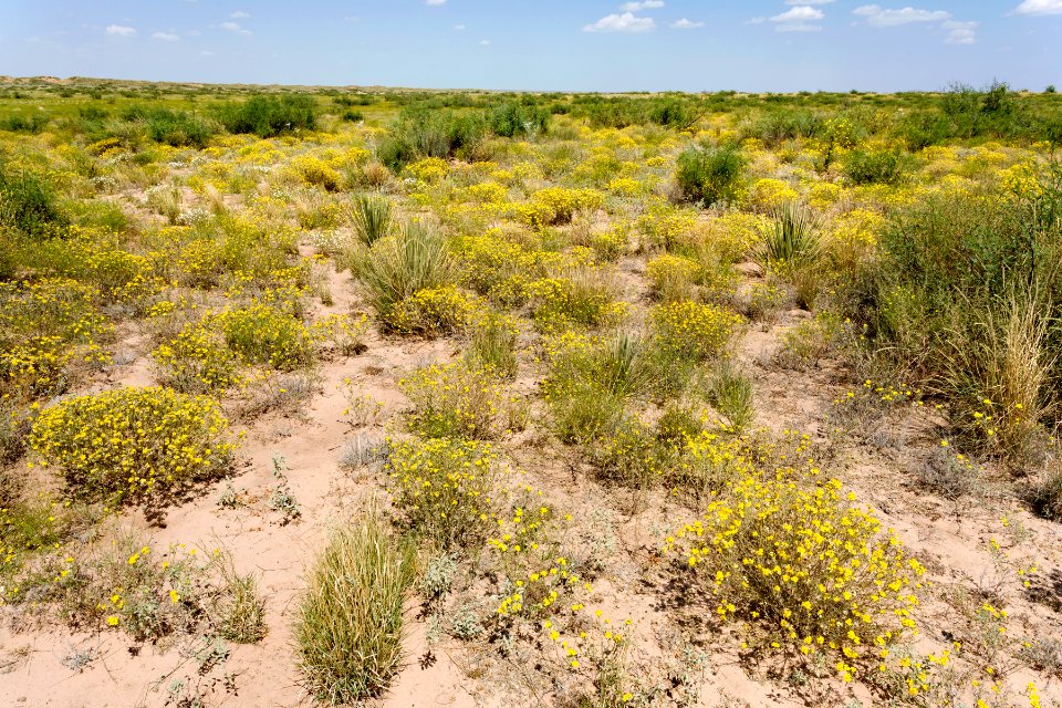 Querecho Plains