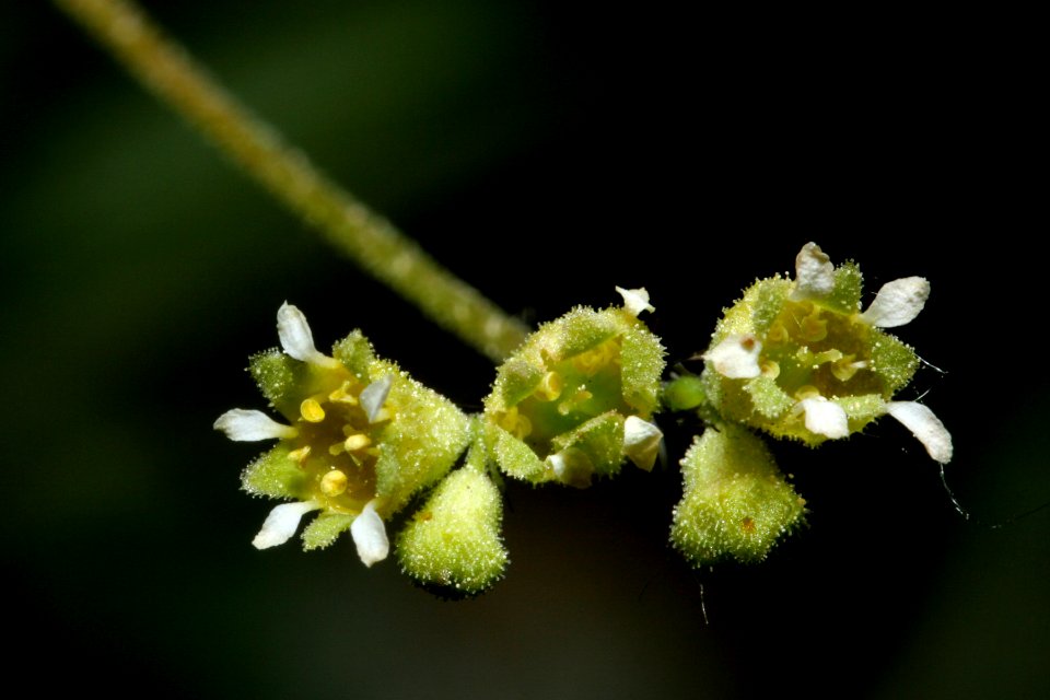 Heuchera parvifolia