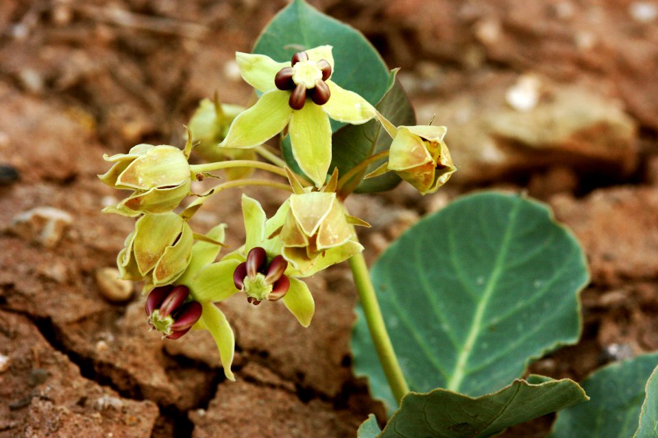 Asclepias cryptoceras