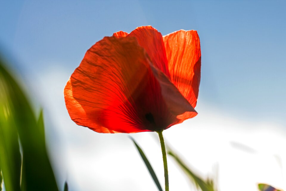 Bloom red poppy bloom