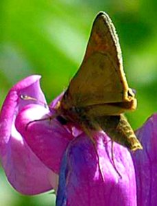 Moth