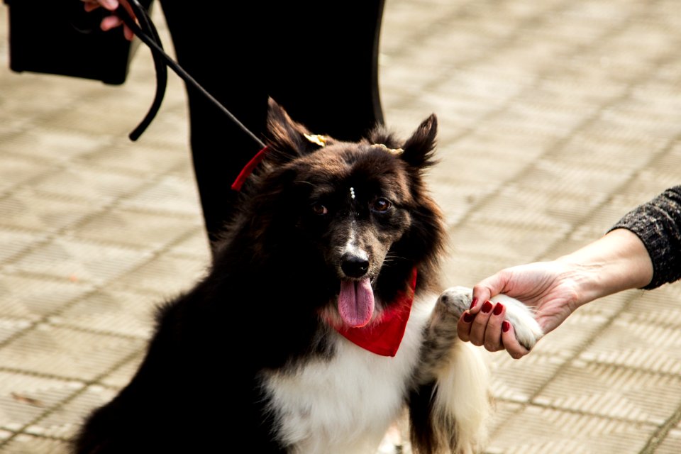 21.05.2019 - Prefeita Paula Mascarenhas realiza o lançamento do Selo Empresa Amiga dos Animais - Foto: Gustavo Vara