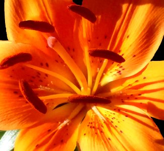 Orange Daisy photo