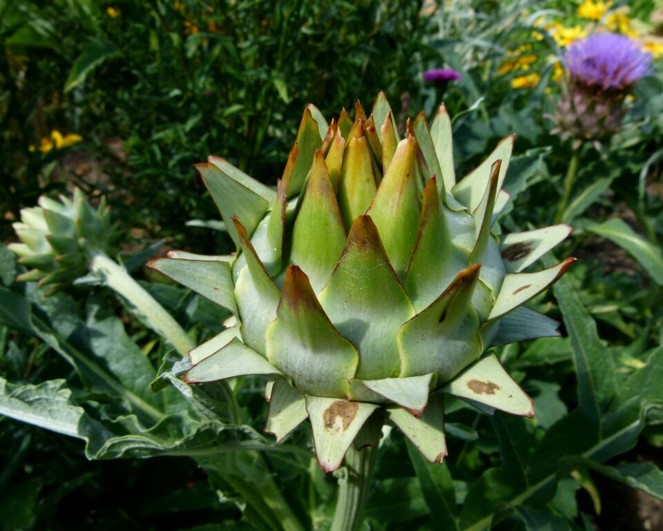 Head artichoke vegetable