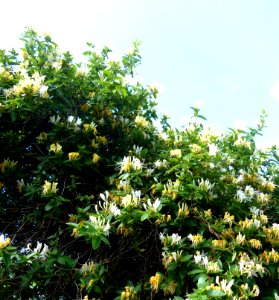 Honeysuckle