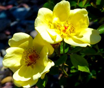 Yellow Roses