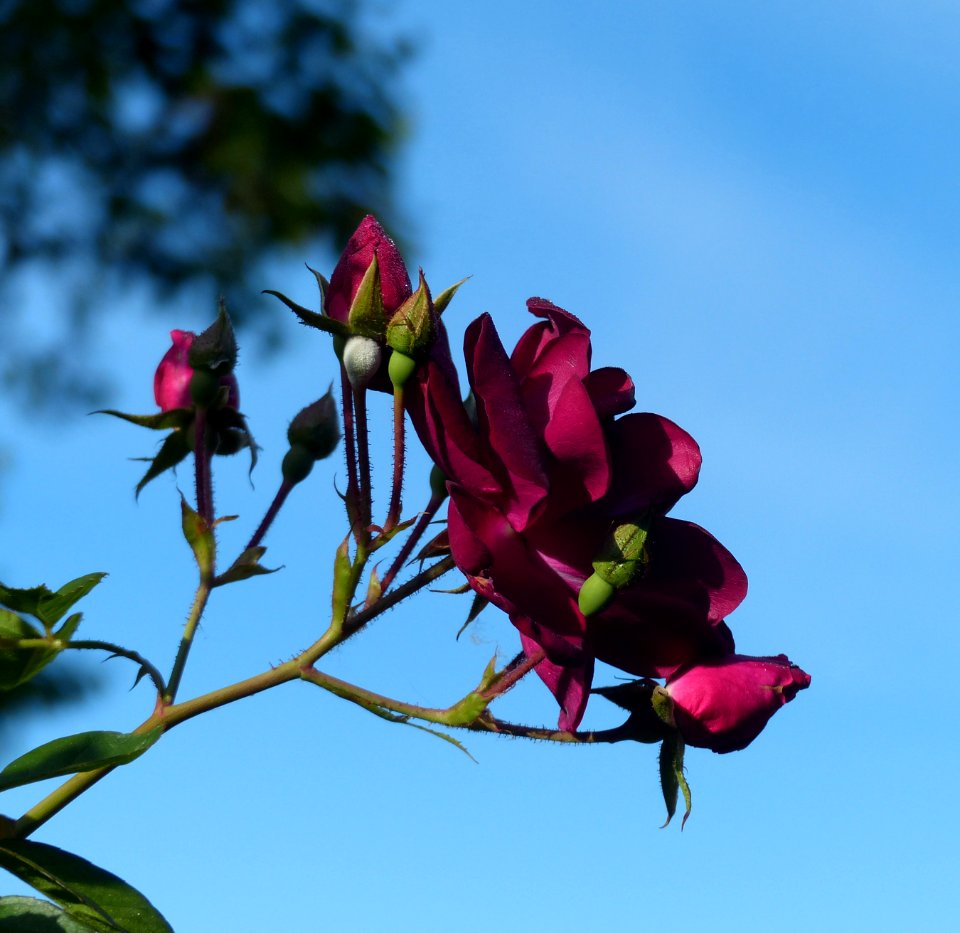 Red Rose photo