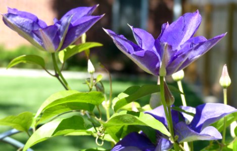 Clematis