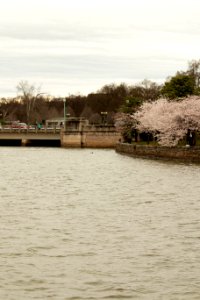 CherryBlossomDC2019-19.jpg