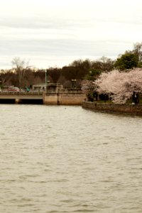 CherryBlossomDC2019-19.jpg photo