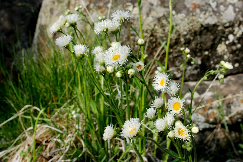 Erigeron strigosus