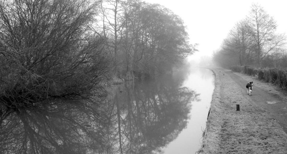 Canal Bank photo