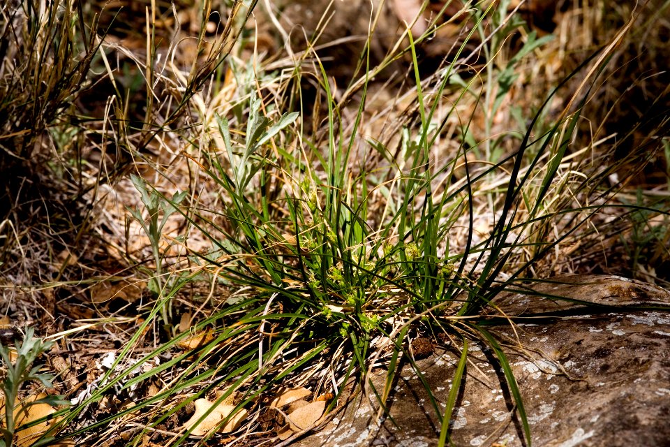 Carex geophila