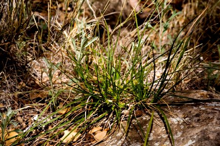 Carex geophila