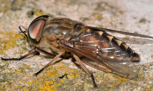 Insects diptera tabanus