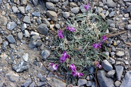 Astragalus