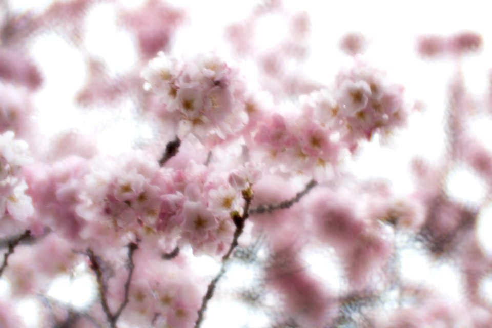 CherryBlossomDC2019-56.jpg