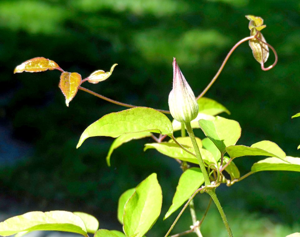 Clematis Bud