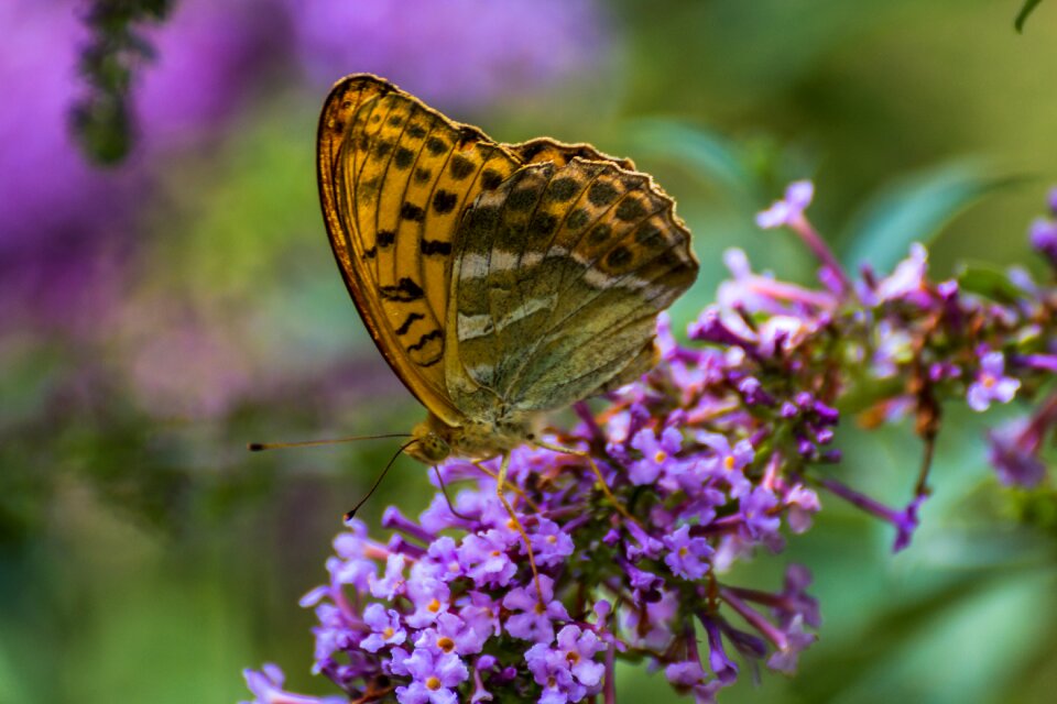 Nature purple violet