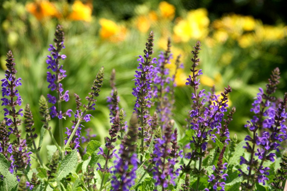 Salvia and Yellow Lilies