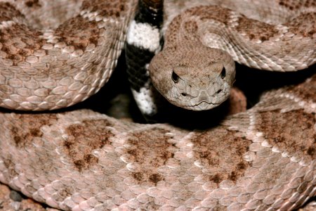 Crotalus atrox