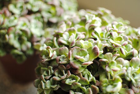 Plants succulent botanical
