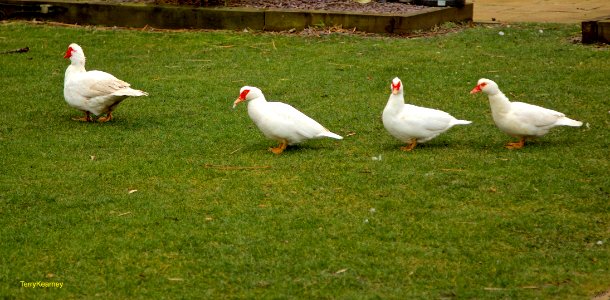 The Muscovy duck playing follow the leader photo