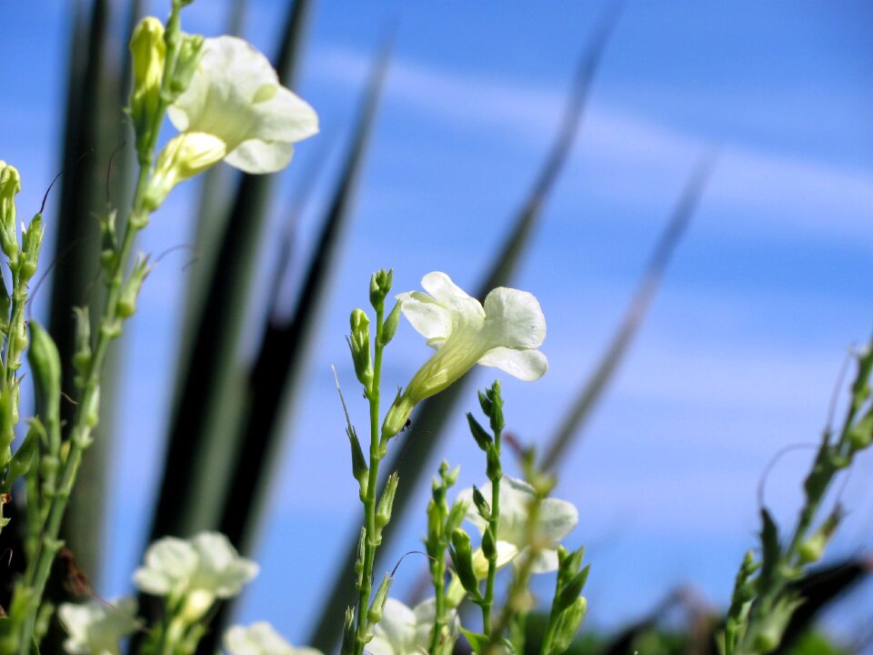 Nature beautiful decoration