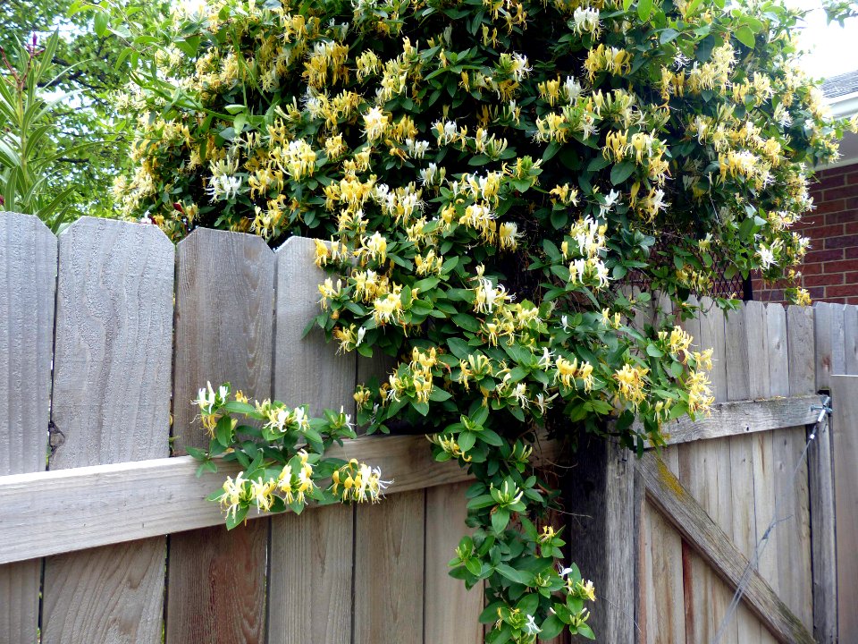 Honeysuckle