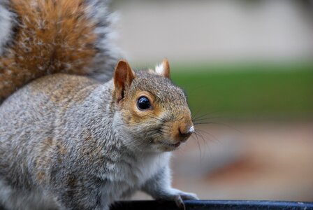 Animal rodent nature